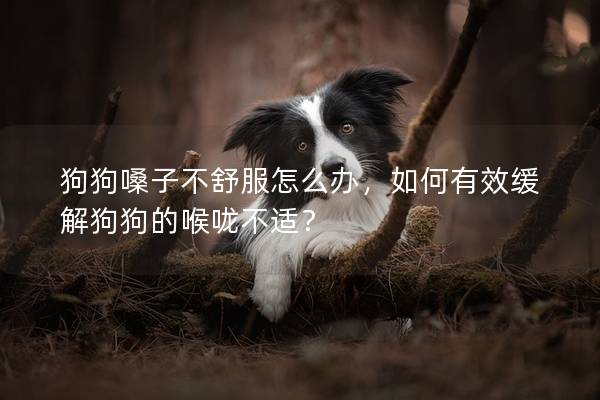 狗狗嗓子不舒服怎么办，如何有效缓解狗狗的喉咙不适？