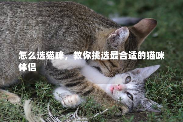 怎么选猫咪，教你挑选最合适的猫咪伴侣