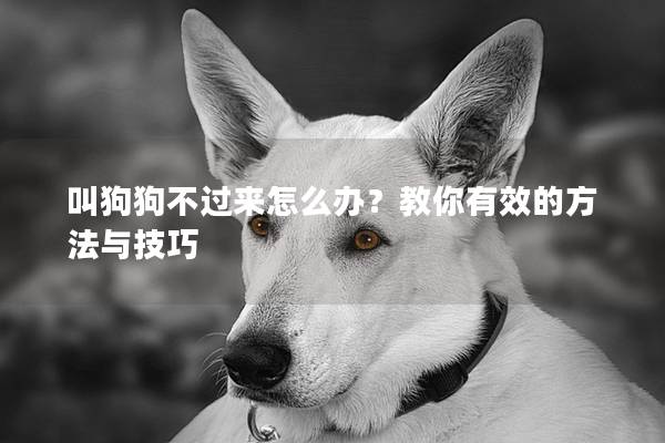 叫狗狗不过来怎么办？教你有效的方法与技巧