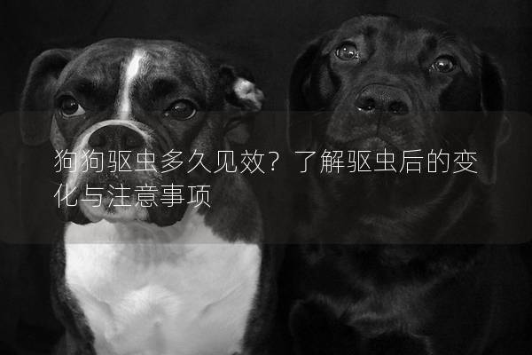 狗狗驱虫多久见效？了解驱虫后的变化与注意事项