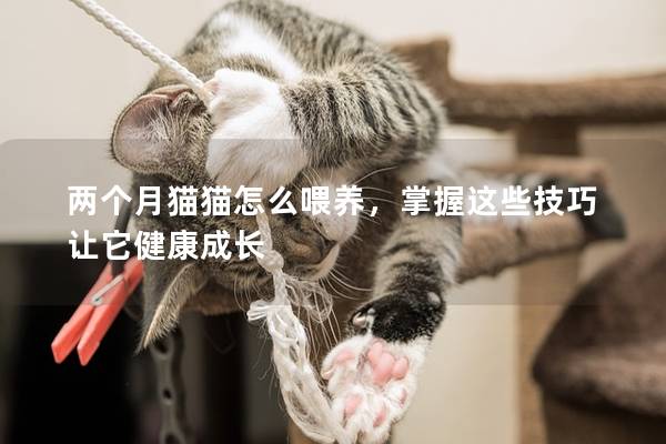 两个月猫猫怎么喂养，掌握这些技巧让它健康成长