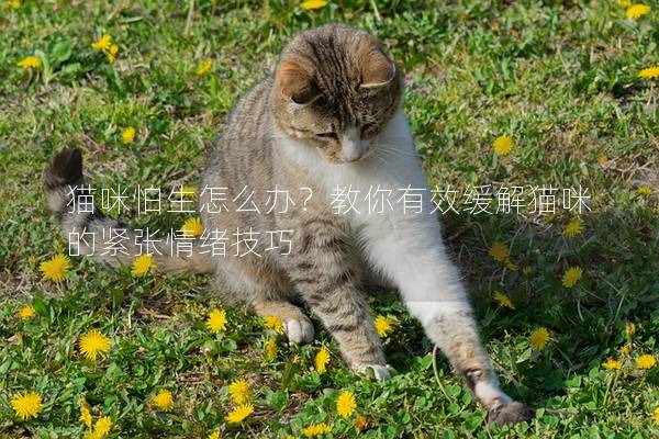 猫咪怕生怎么办？教你有效缓解猫咪的紧张情绪技巧