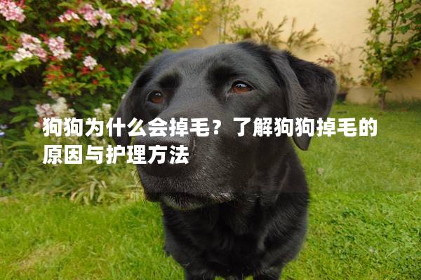 狗狗为什么会掉毛？了解狗狗掉毛的原因与护理方法