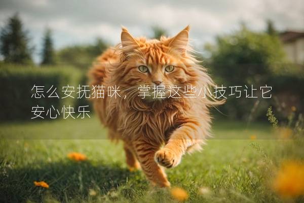 怎么安抚猫咪，掌握这些小技巧让它安心快乐