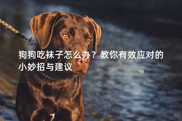 狗狗吃袜子怎么办？教你有效应对的小妙招与建议