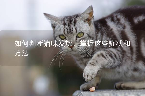 如何判断猫咪发烧，掌握这些症状和方法