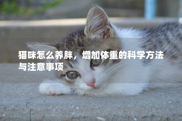 猫咪怎么养胖，增加体重的科学方法与注意事项