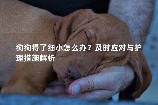 狗狗得了细小怎么办？及时应对与护理措施解析