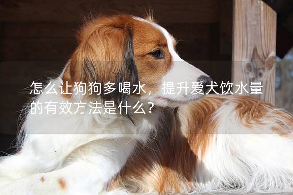 怎么让狗狗多喝水，提升爱犬饮水量的有效方法是什么？