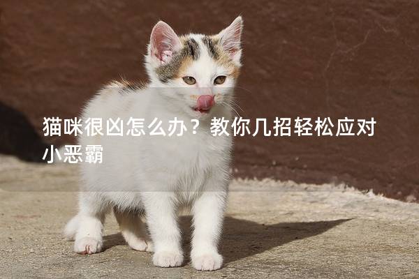 猫咪很凶怎么办？教你几招轻松应对小恶霸