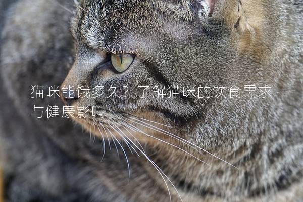 猫咪能饿多久？了解猫咪的饮食需求与健康影响