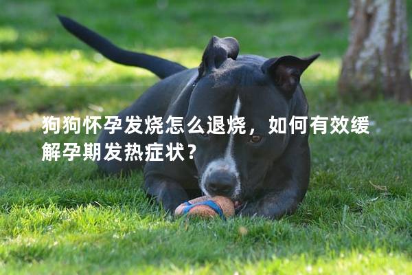 狗狗怀孕发烧怎么退烧，如何有效缓解孕期发热症状？