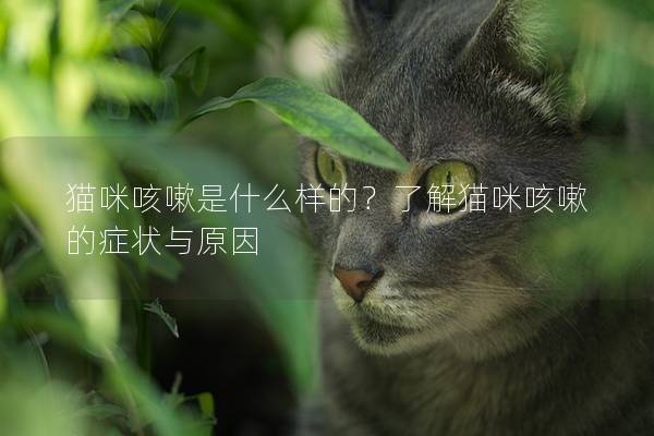 猫咪咳嗽是什么样的？了解猫咪咳嗽的症状与原因