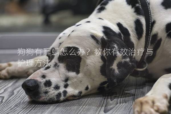 狗狗有耳螨怎么办？教你有效治疗与护理方法