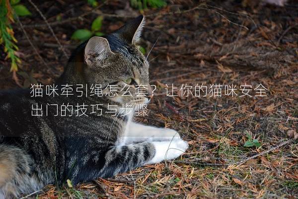 猫咪牵引绳怎么套？让你的猫咪安全出门的技巧与步骤