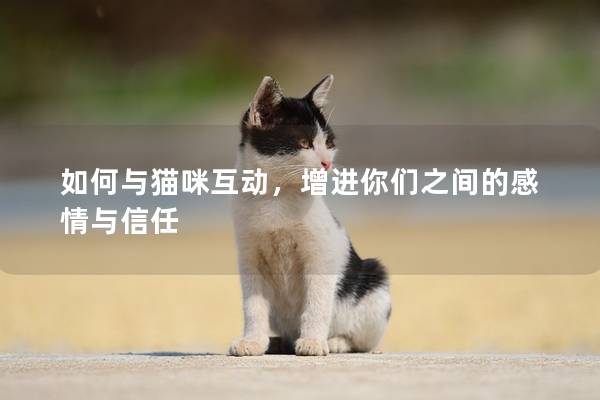 如何与猫咪互动，增进你们之间的感情与信任