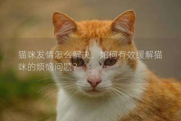 猫咪发情怎么解决，如何有效缓解猫咪的烦恼问题？