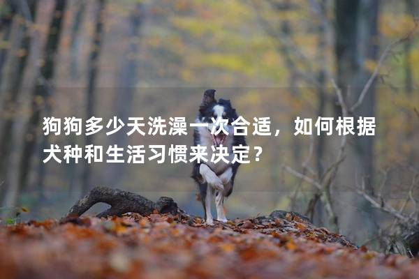 狗狗多少天洗澡一次合适，如何根据犬种和生活习惯来决定？