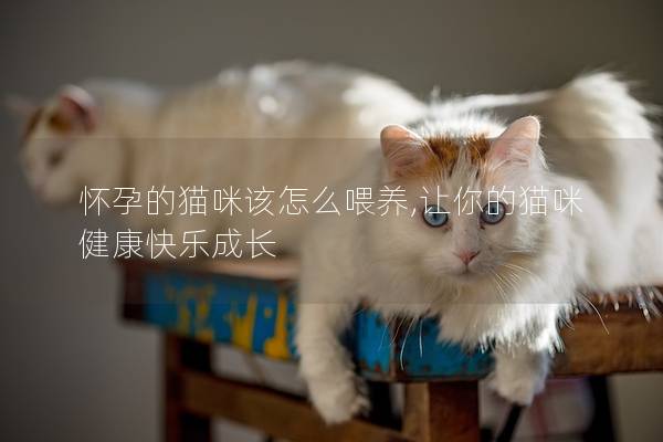 怀孕的猫咪该怎么喂养,让你的猫咪健康快乐成长