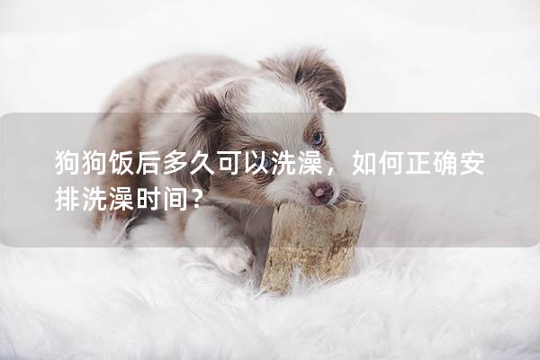 狗狗饭后多久可以洗澡，如何正确安排洗澡时间？