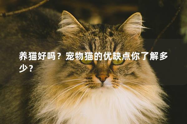 养猫好吗？宠物猫的优缺点你了解多少？