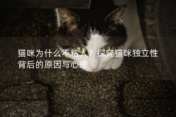 猫咪为什么不粘人？探究猫咪独立性背后的原因与心理