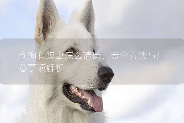 狗狗有蜱虫怎么清除，专业方法与注意事项解析