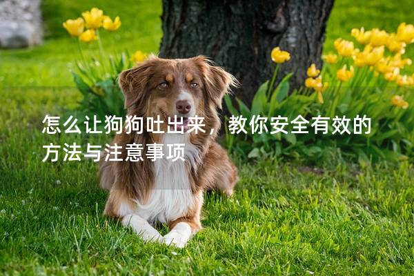 怎么让狗狗吐出来，教你安全有效的方法与注意事项