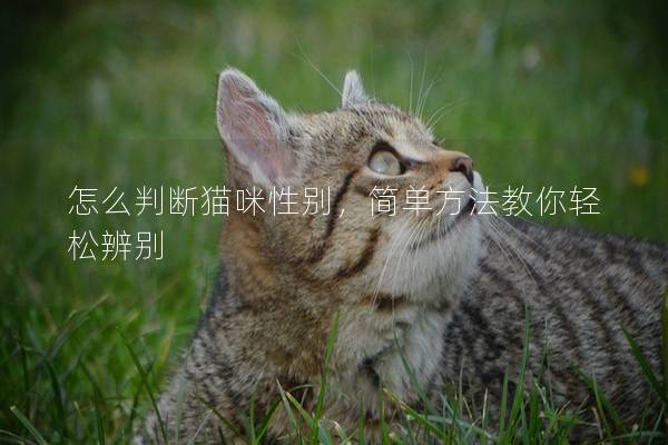 怎么判断猫咪性别，简单方法教你轻松辨别