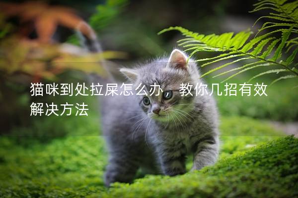 猫咪到处拉屎怎么办，教你几招有效解决方法