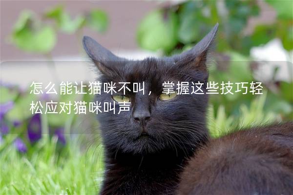 怎么能让猫咪不叫，掌握这些技巧轻松应对猫咪叫声