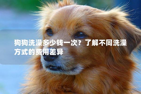 狗狗洗澡多少钱一次？了解不同洗澡方式的费用差异