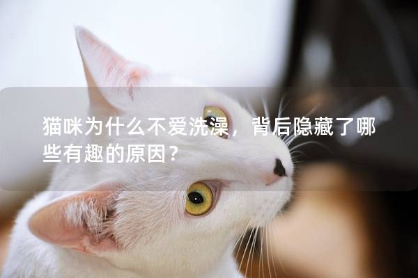 猫咪为什么不爱洗澡，背后隐藏了哪些有趣的原因？