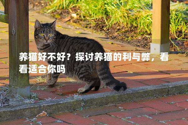 养猫好不好？探讨养猫的利与弊，看看适合你吗