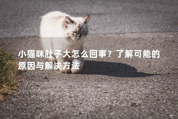 小猫咪肚子大怎么回事？了解可能的原因与解决方法