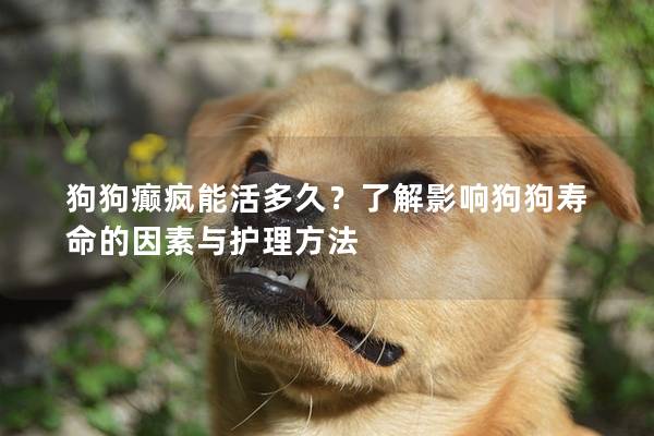 狗狗癫疯能活多久？了解影响狗狗寿命的因素与护理方法