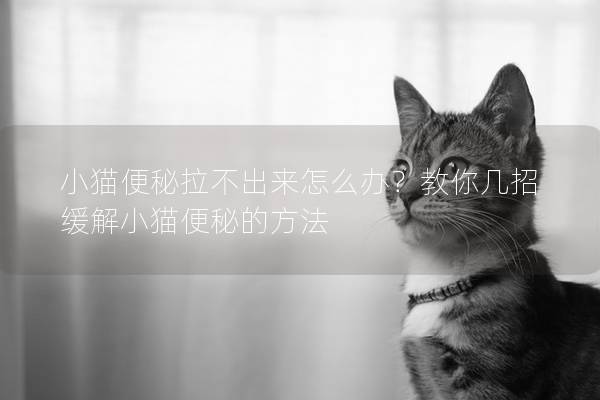 小猫便秘拉不出来怎么办？教你几招缓解小猫便秘的方法