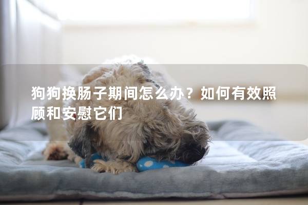 狗狗换肠子期间怎么办？如何有效照顾和安慰它们