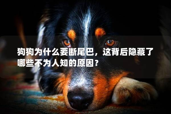 狗狗为什么要断尾巴，这背后隐藏了哪些不为人知的原因？