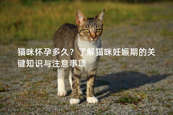 猫咪怀孕多久？了解猫咪妊娠期的关键知识与注意事项