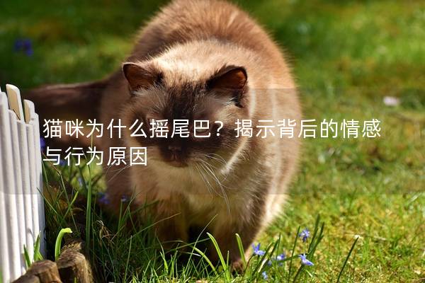 猫咪为什么摇尾巴？揭示背后的情感与行为原因