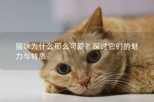 猫咪为什么那么可爱？探讨它们的魅力与特质