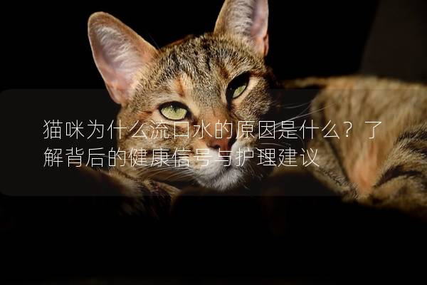 猫咪为什么流口水的原因是什么？了解背后的健康信号与护理建议