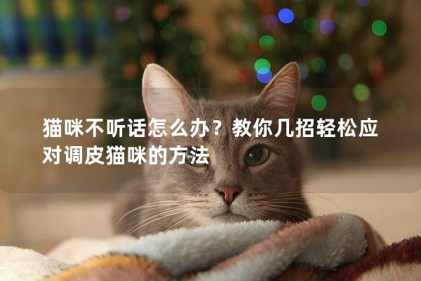 猫咪不听话怎么办？教你几招轻松应对调皮猫咪的方法