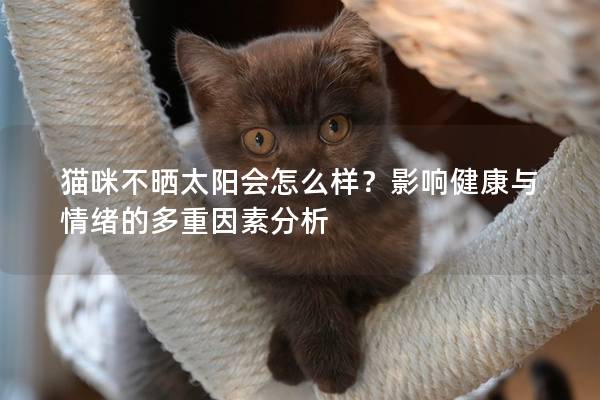 猫咪不晒太阳会怎么样？影响健康与情绪的多重因素分析