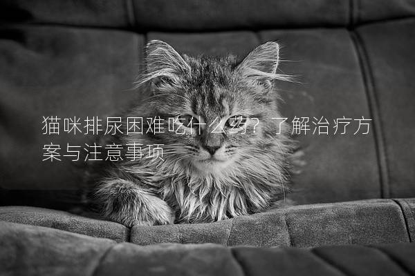 猫咪排尿困难吃什么药？了解治疗方案与注意事项