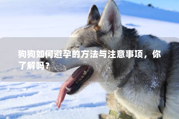 狗狗如何避孕的方法与注意事项，你了解吗？