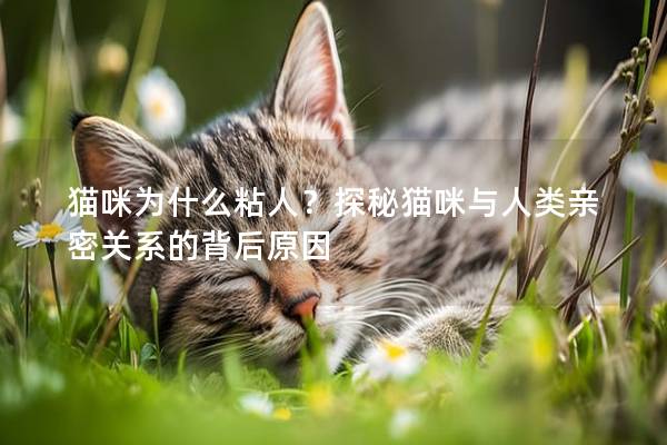 猫咪为什么粘人？探秘猫咪与人类亲密关系的背后原因