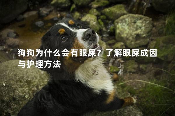 狗狗为什么会有眼屎？了解眼屎成因与护理方法