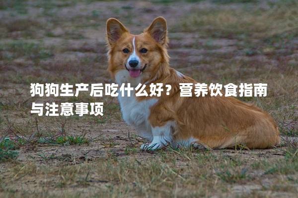 狗狗生产后吃什么好？营养饮食指南与注意事项